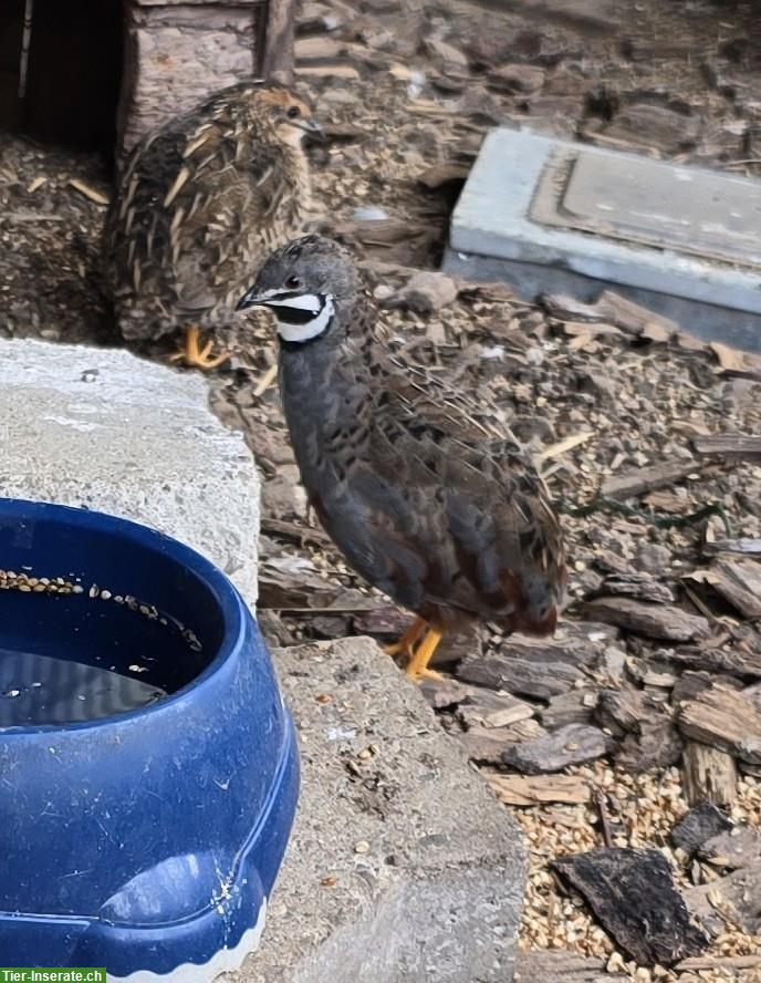 Bild 2: 3 Zwergwachtel Hähne abzugeben