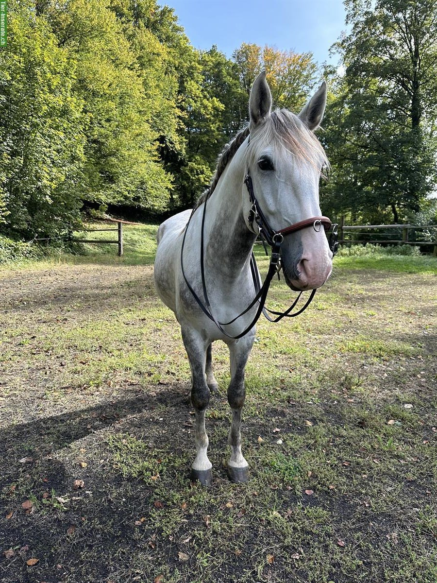 Lusitano Wallach Napoleão, 7-jährig