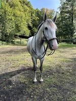 Lusitano Wallach Napoleão, 7-jährig