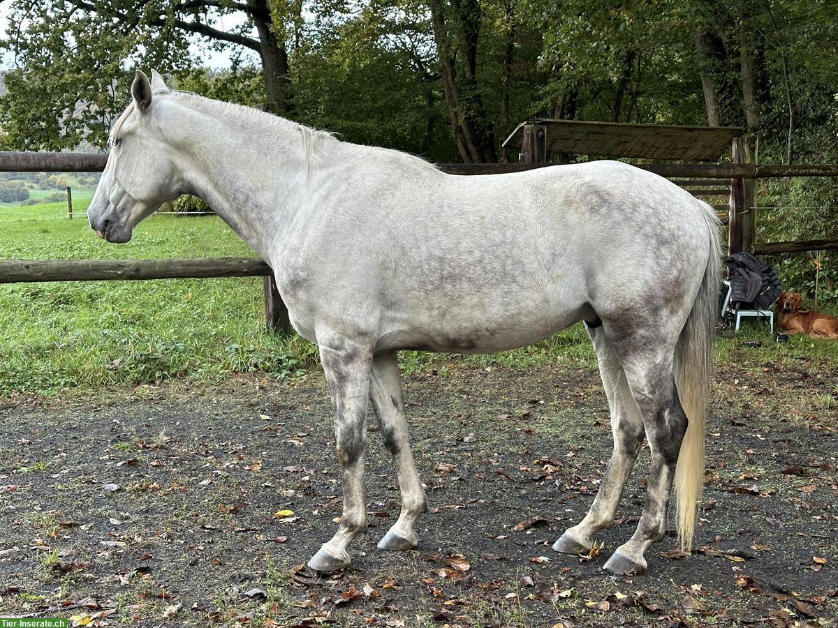 Bild 2: Lusitano Wallach Napoleão, 7-jährig