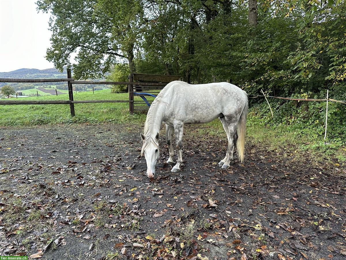 Bild 3: Lusitano Wallach Napoleão, 7-jährig