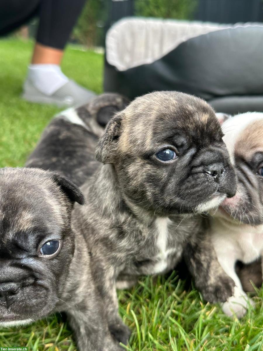 Bild 3: Französische Bulldoggen Welpen suchen neues Zuhause