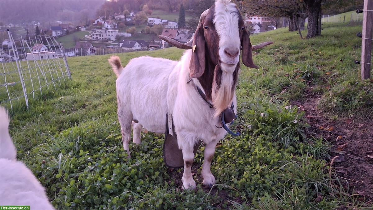 Bild 2: Burenziegen einzeln oder zusammen abzugeben