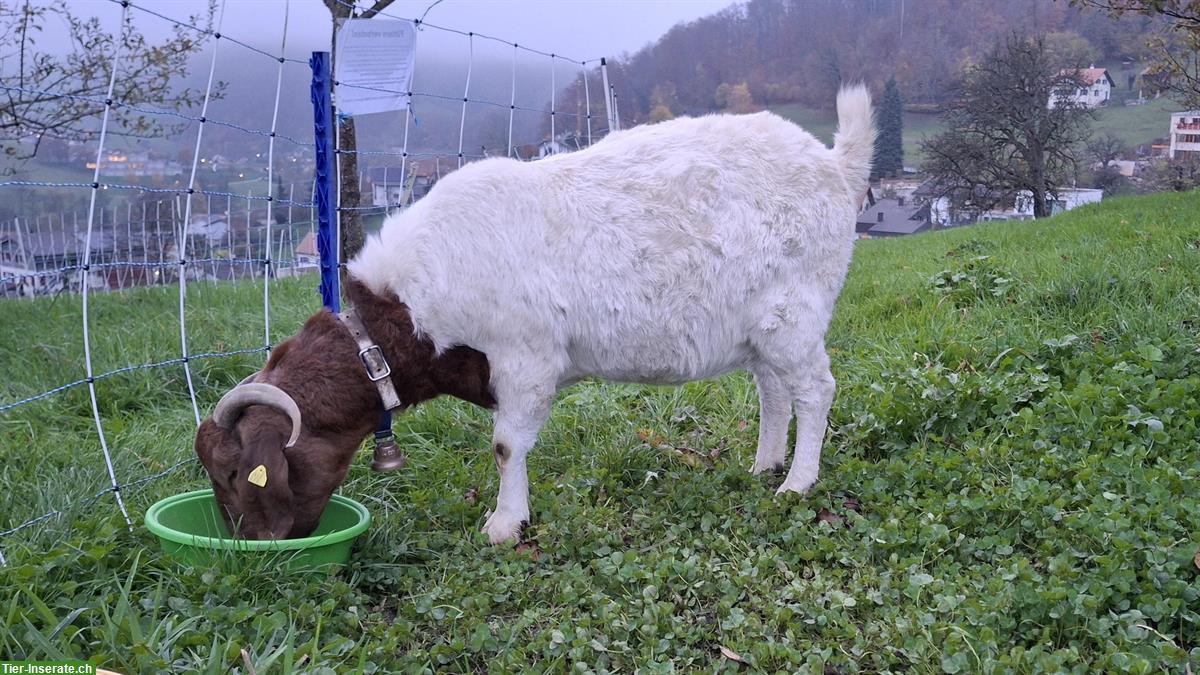 Bild 4: Burenziegen einzeln oder zusammen abzugeben