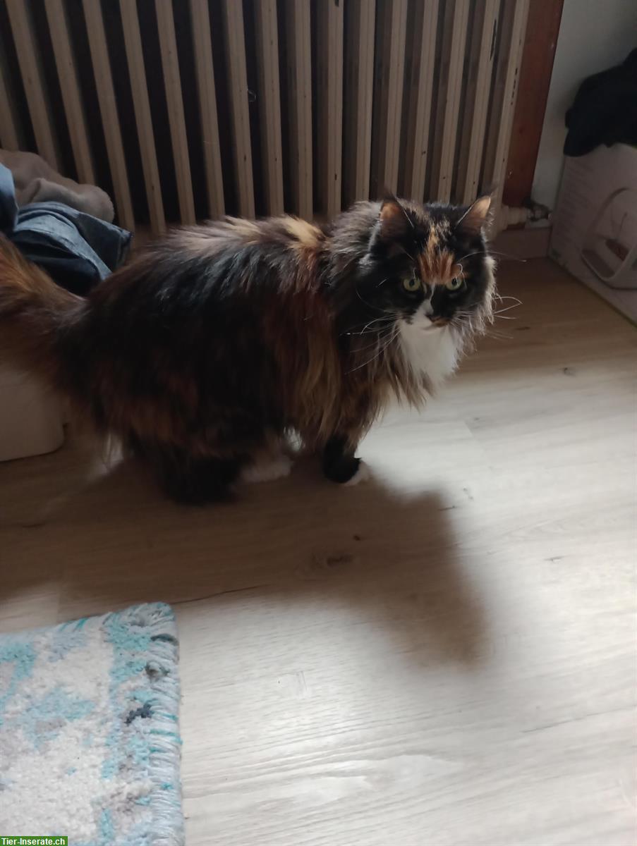 Bild 2: Maine Coon x Perser Mix sucht ein neues Zuhause