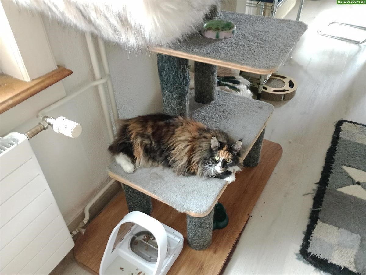 Bild 3: Maine Coon x Perser Mix sucht ein neues Zuhause