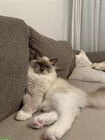 Ragdoll Jungkater, 8 Monate an liebevollen Halter abzugeben!