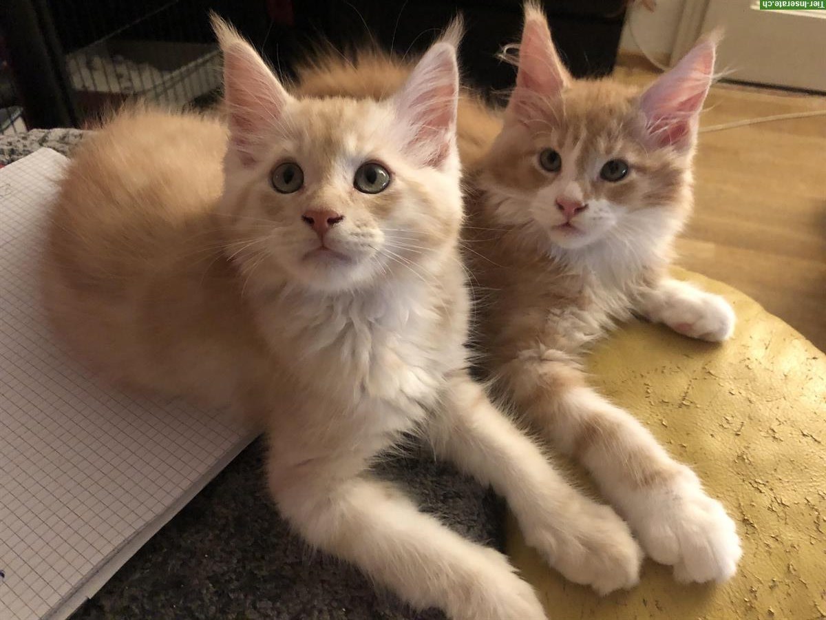 Maine Coon Kitten reinrassig mit Stammbaum zu verkaufen