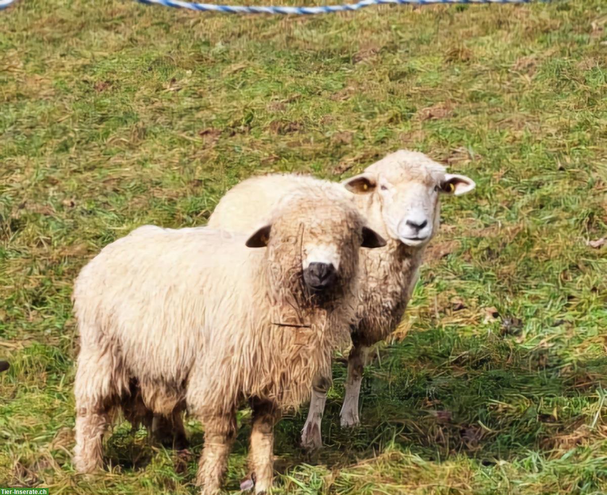 Bild 4: Diverse Ziegen und Schafe abzugeben