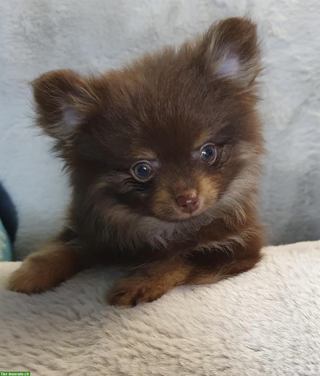 Bild 2: Pomeranian Welpen, Mädchen in schoko-tan