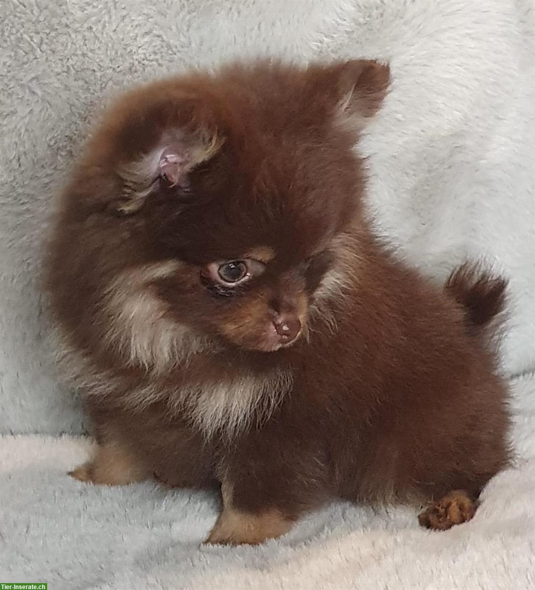 Bild 5: Pomeranian Welpen, Mädchen in schoko-tan