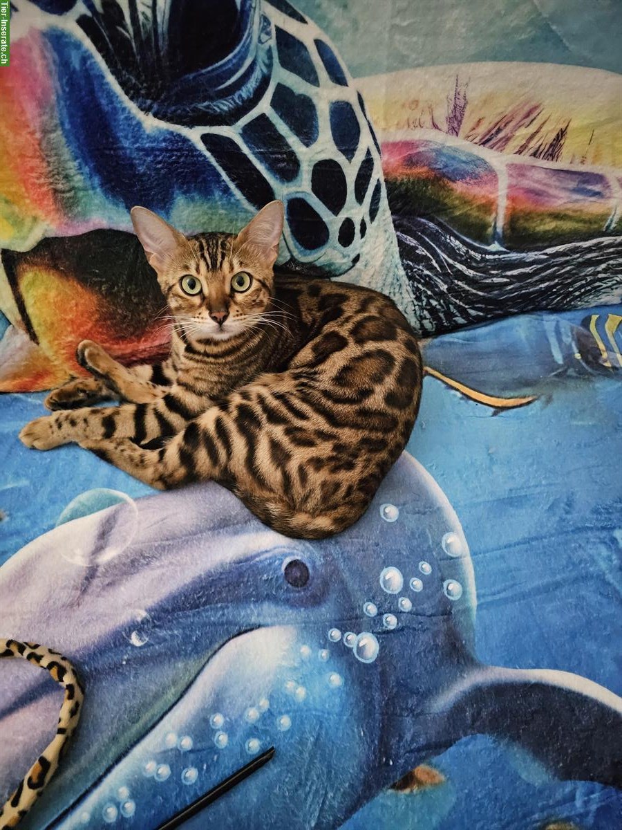 Bild 10: 3-jährige Bengal Katze mit Stammbaum