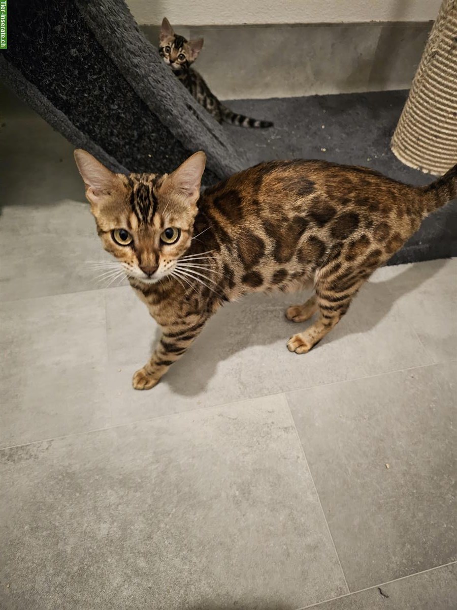 Bild 3: 3-jährige Bengal Katze mit Stammbaum