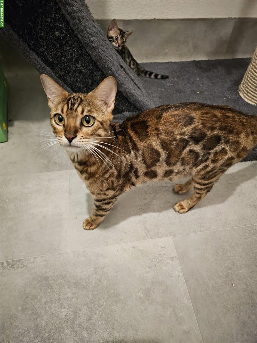 Bild 4: 3-jährige Bengal Katze mit Stammbaum