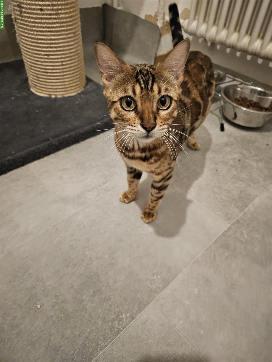 Bild 5: 3-jährige Bengal Katze mit Stammbaum