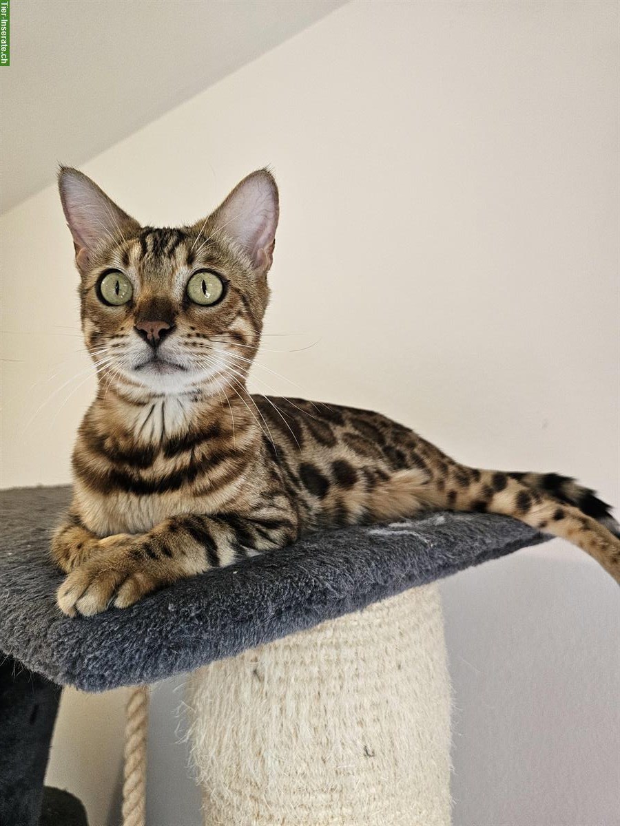 Bild 6: 3-jährige Bengal Katze mit Stammbaum