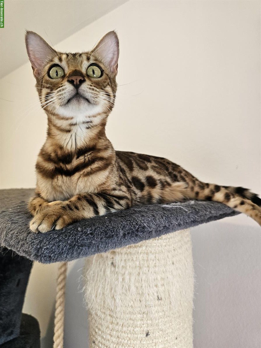 Bild 8: 3-jährige Bengal Katze mit Stammbaum