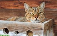 Katze Lucy 5j. sucht ein eigenes Zuhause mit Freigang