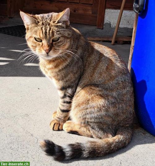 Bild 3: Katze Lucy 5j. sucht ein eigenes Zuhause mit Freigang