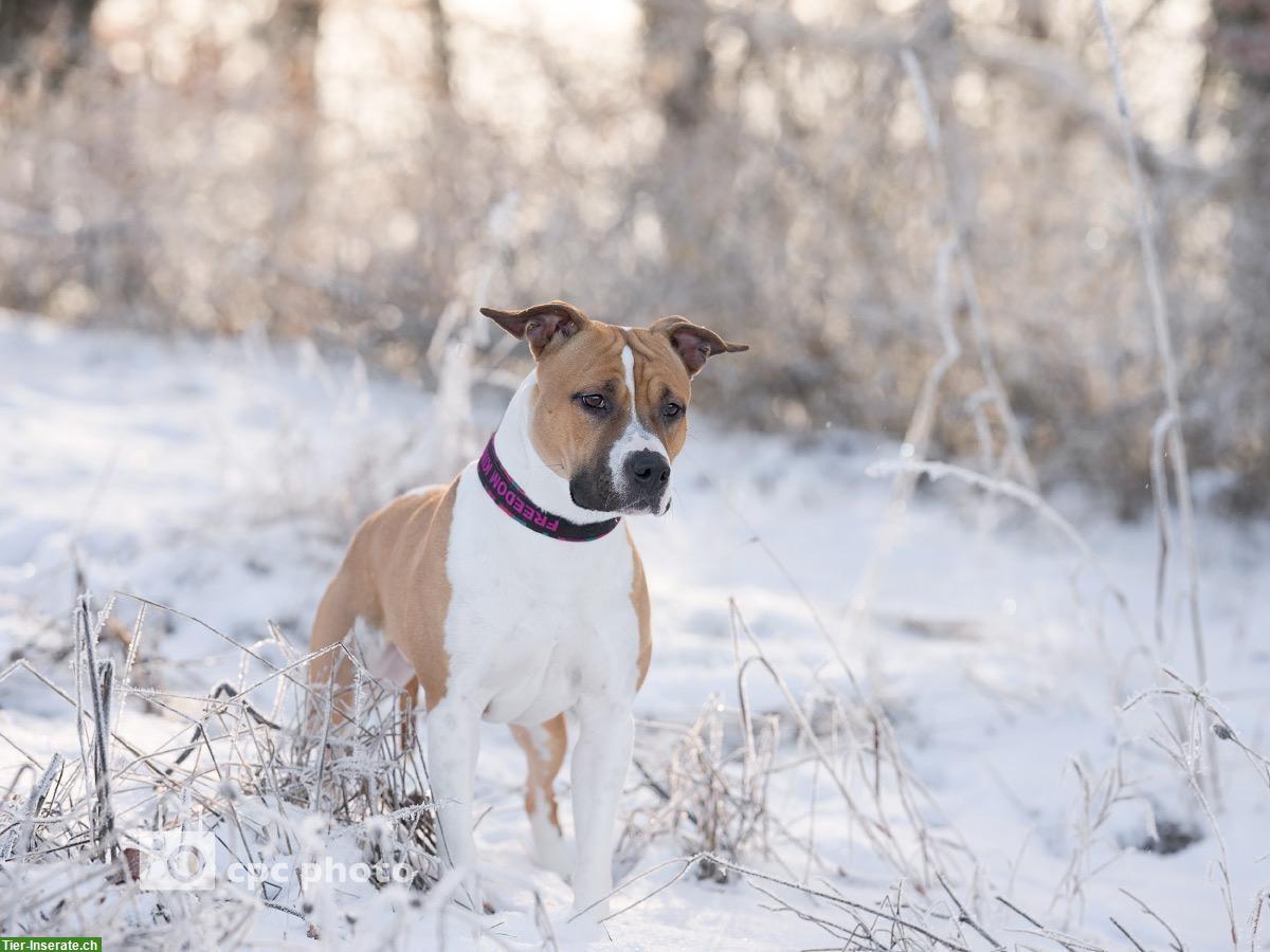 Tolle Amstaff Hündin sucht neuen Besitzer