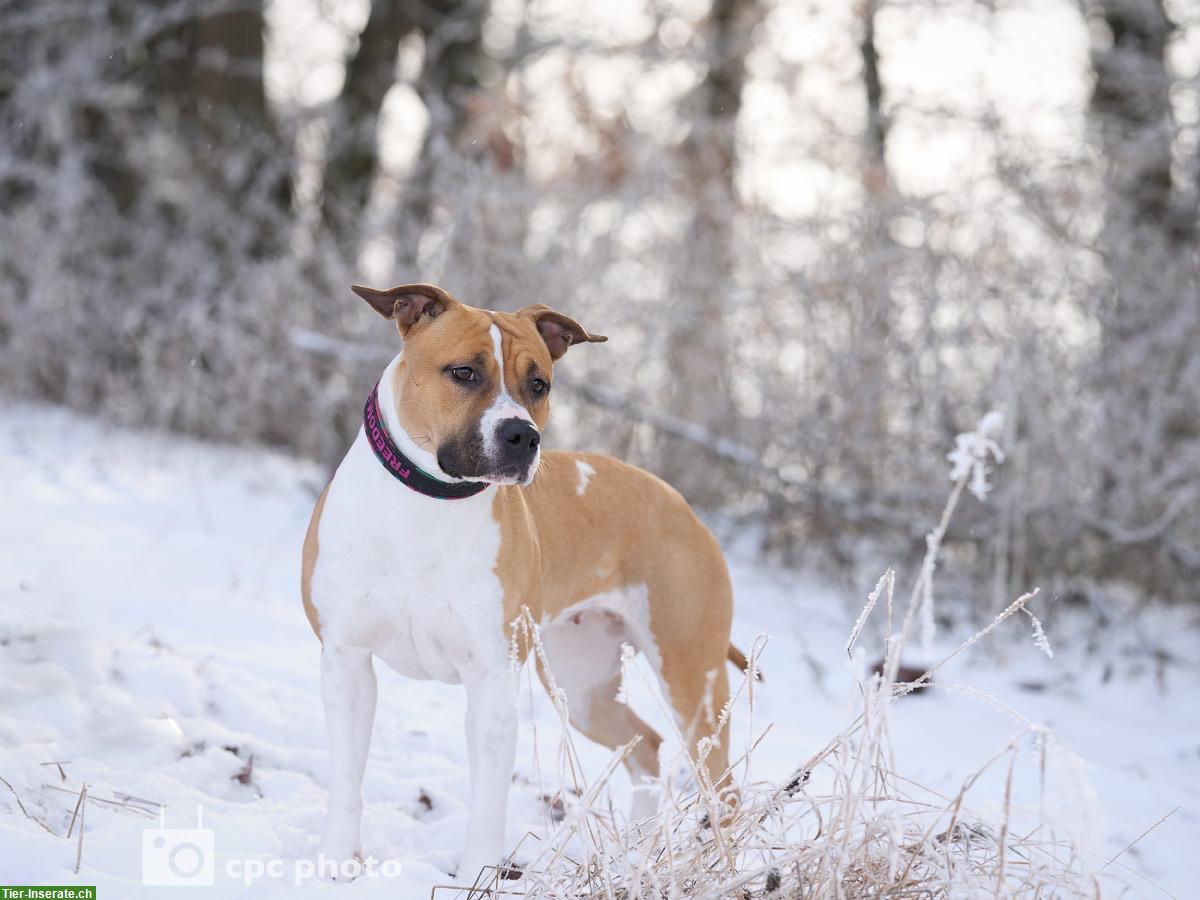 Bild 2: Tolle Amstaff Hündin sucht neuen Besitzer