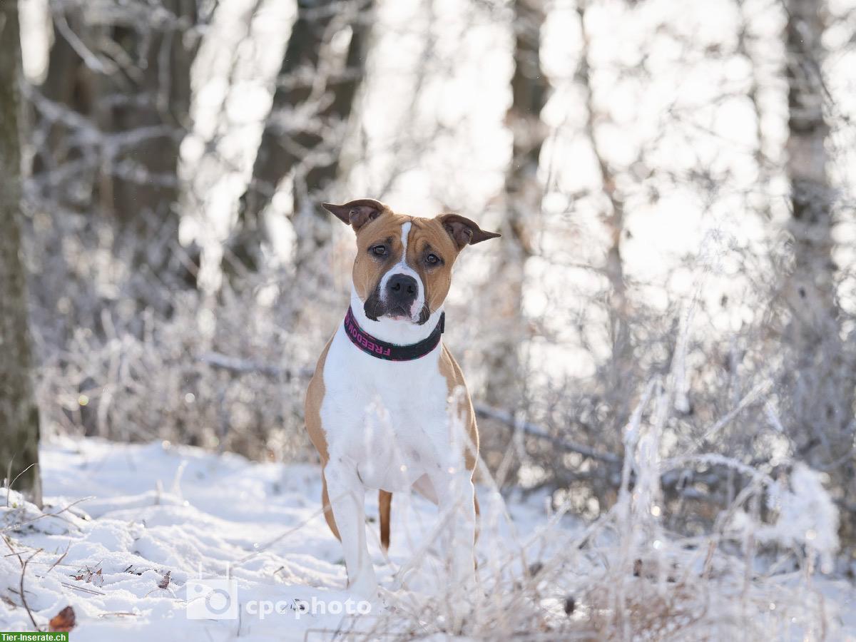 Bild 3: Tolle Amstaff Hündin sucht neuen Besitzer