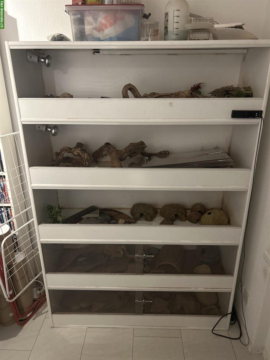 Bild 2: Männliche Leopardgeckos & Terrarium-Rack