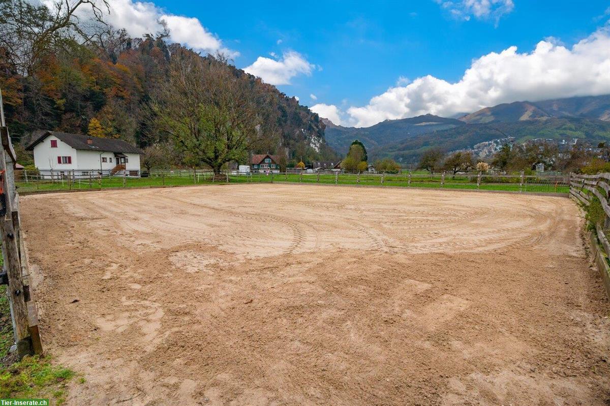 Bild 2: Auslaufbox frei in Privatstall in Oberriet SG