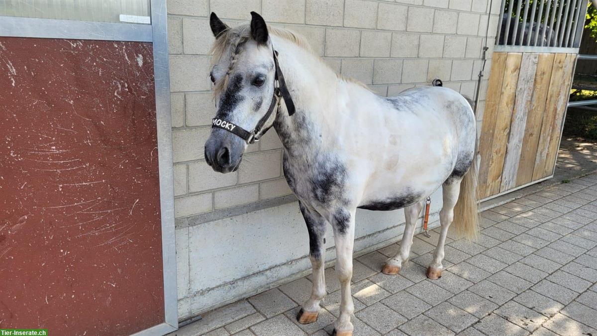 Hübscher Pony Wallach zu verkaufen