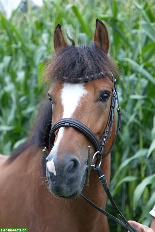 Reitbeteiligung für FM Stute 🐎 in Kägiswil OW