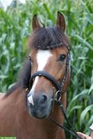 Reitbeteiligung für FM Stute 🐎 in Kägiswil OW