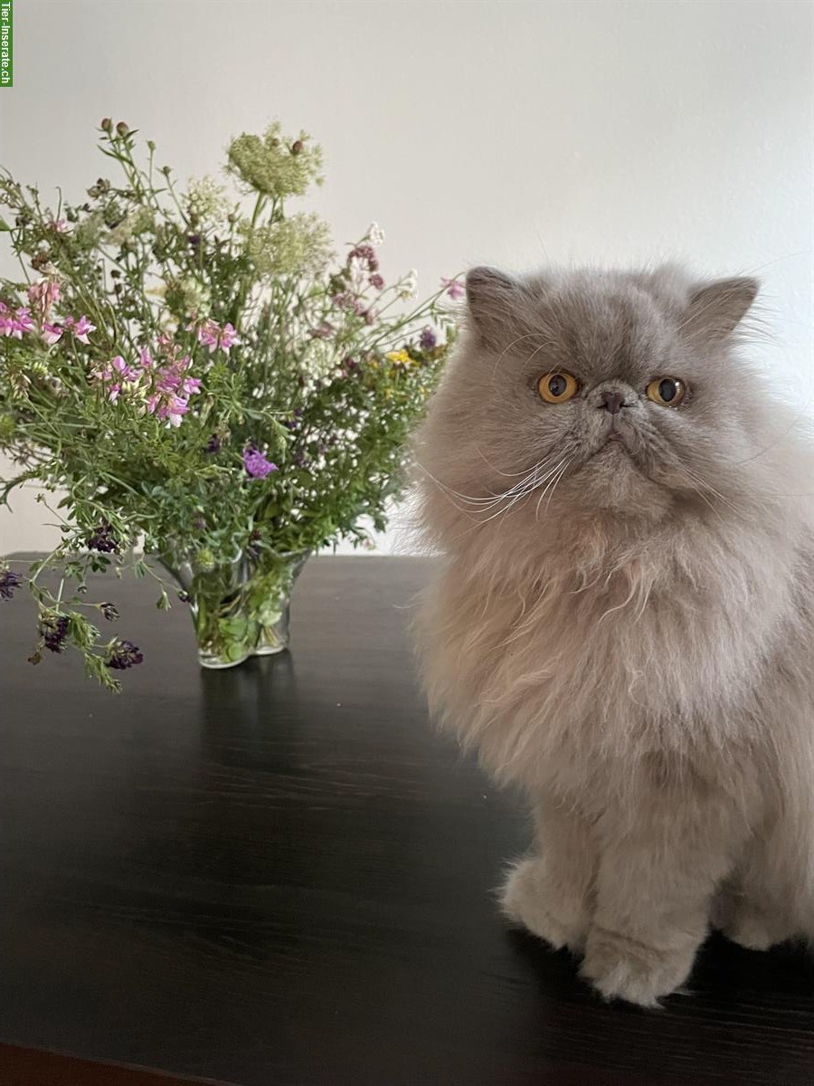 Perserkatzen Paar, Kater und Kätzin