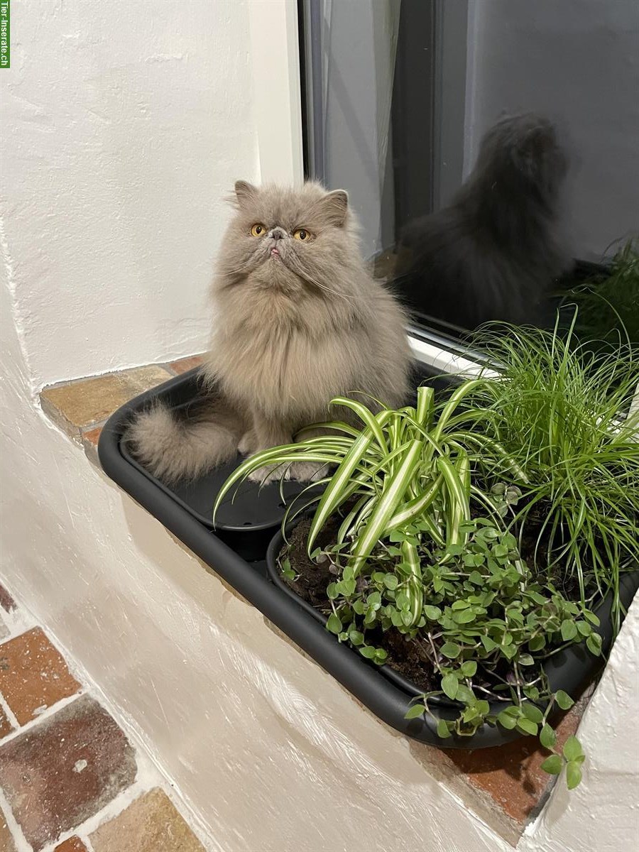 Bild 2: Perserkatzen Paar, Kater und Kätzin