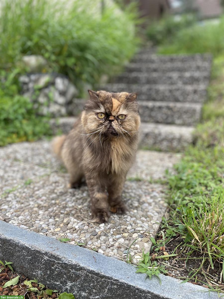 Bild 5: Perserkatzen Paar, Kater und Kätzin