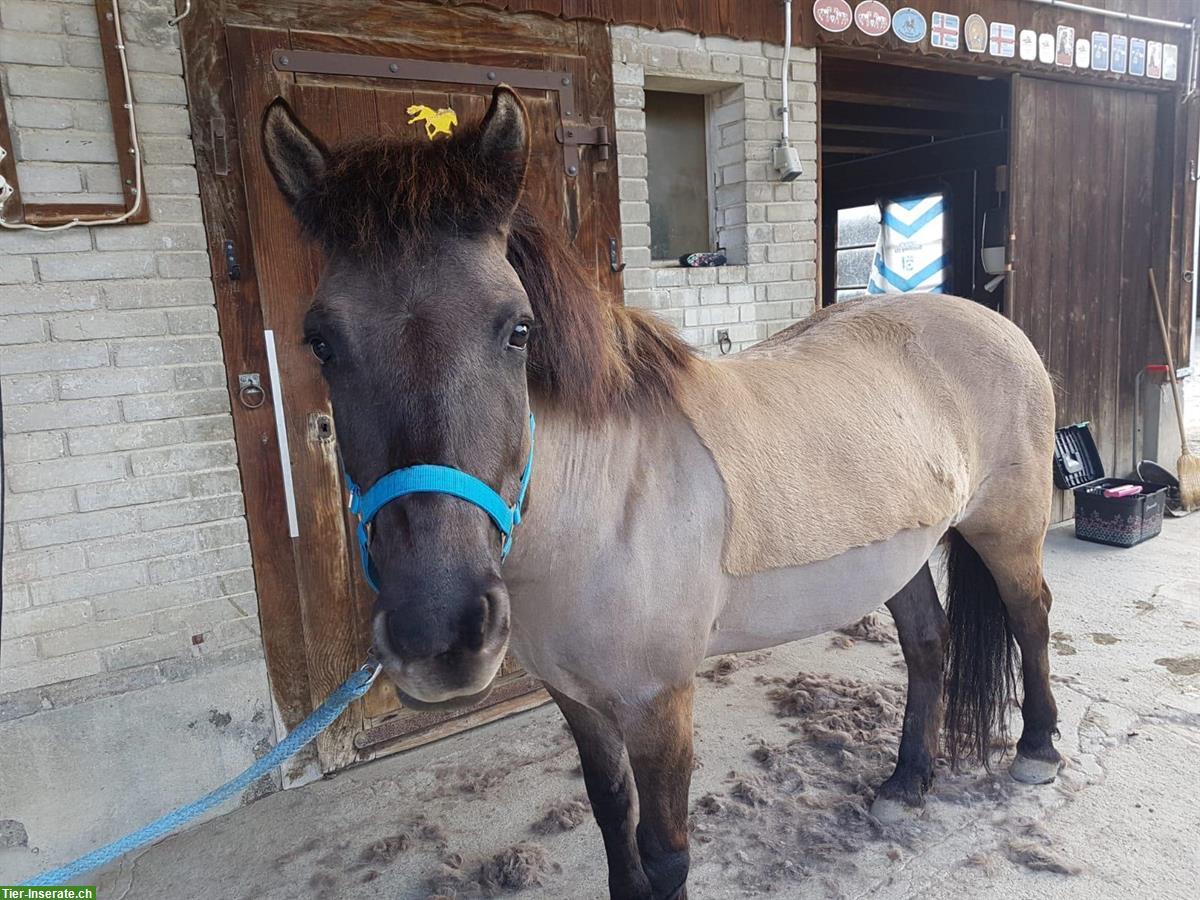 Charakterstarke Konik Stute sucht neue Futtergeber