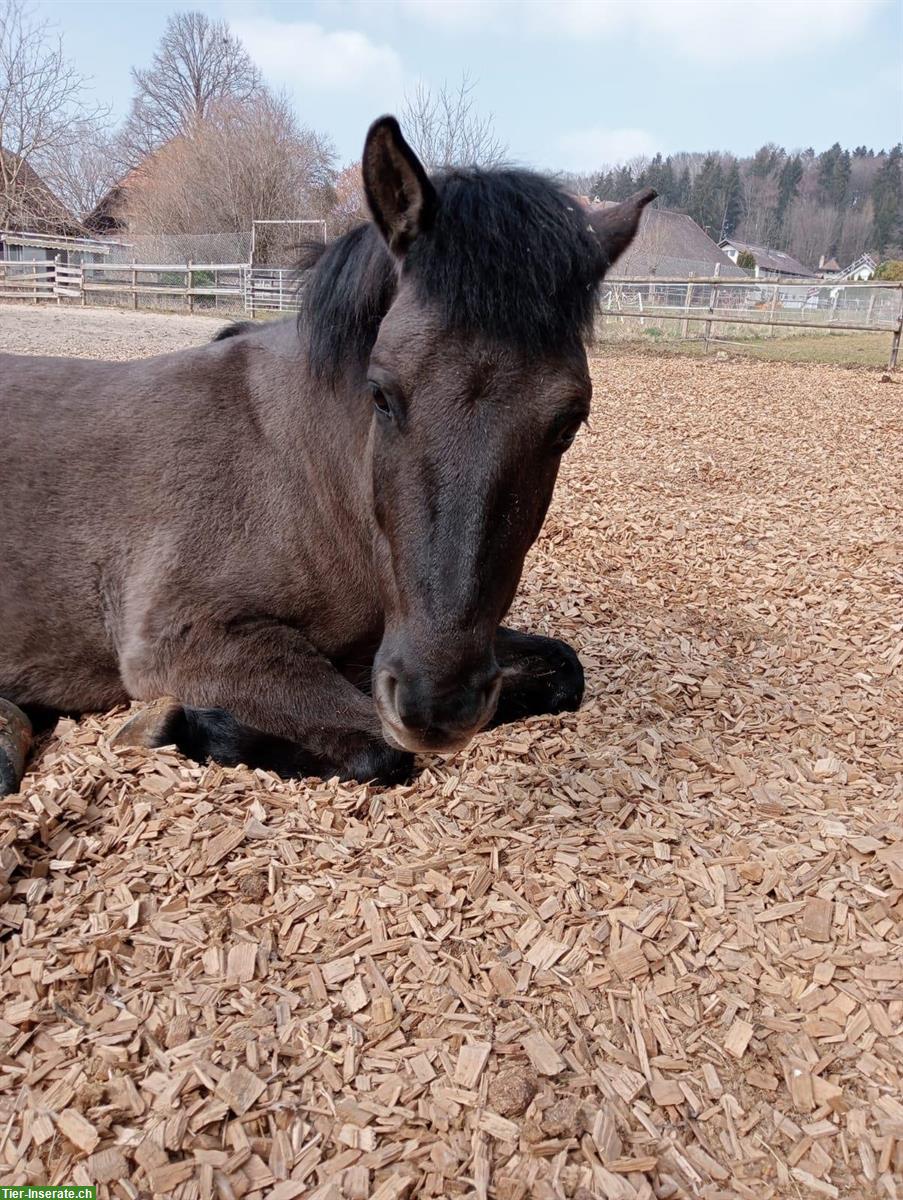 Bild 2: Charakterstarke Konik Stute sucht neue Futtergeber