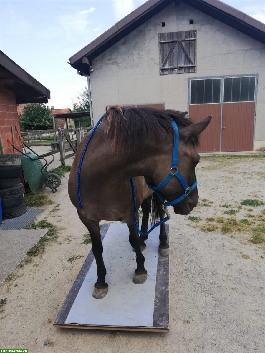 Bild 5: Charakterstarke Konik Stute sucht neue Futtergeber