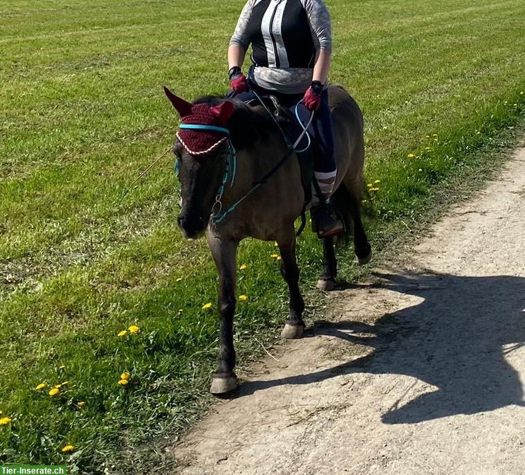 Bild 6: Charakterstarke Konik Stute sucht neue Futtergeber