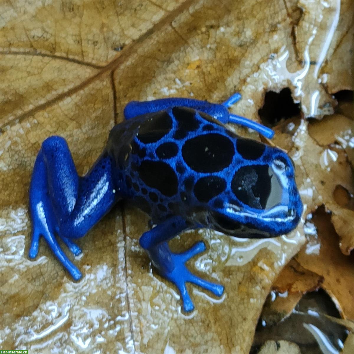 Diverse Dendrobates tinctorius Kutari Nachzuchten