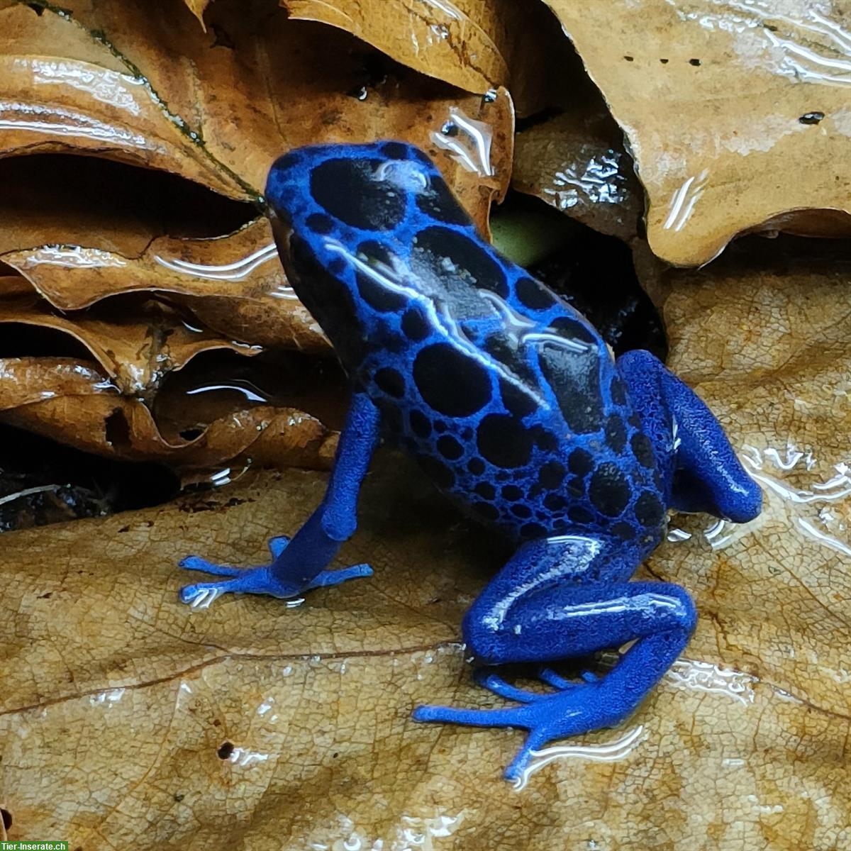 Bild 2: Diverse Dendrobates tinctorius Kutari Nachzuchten