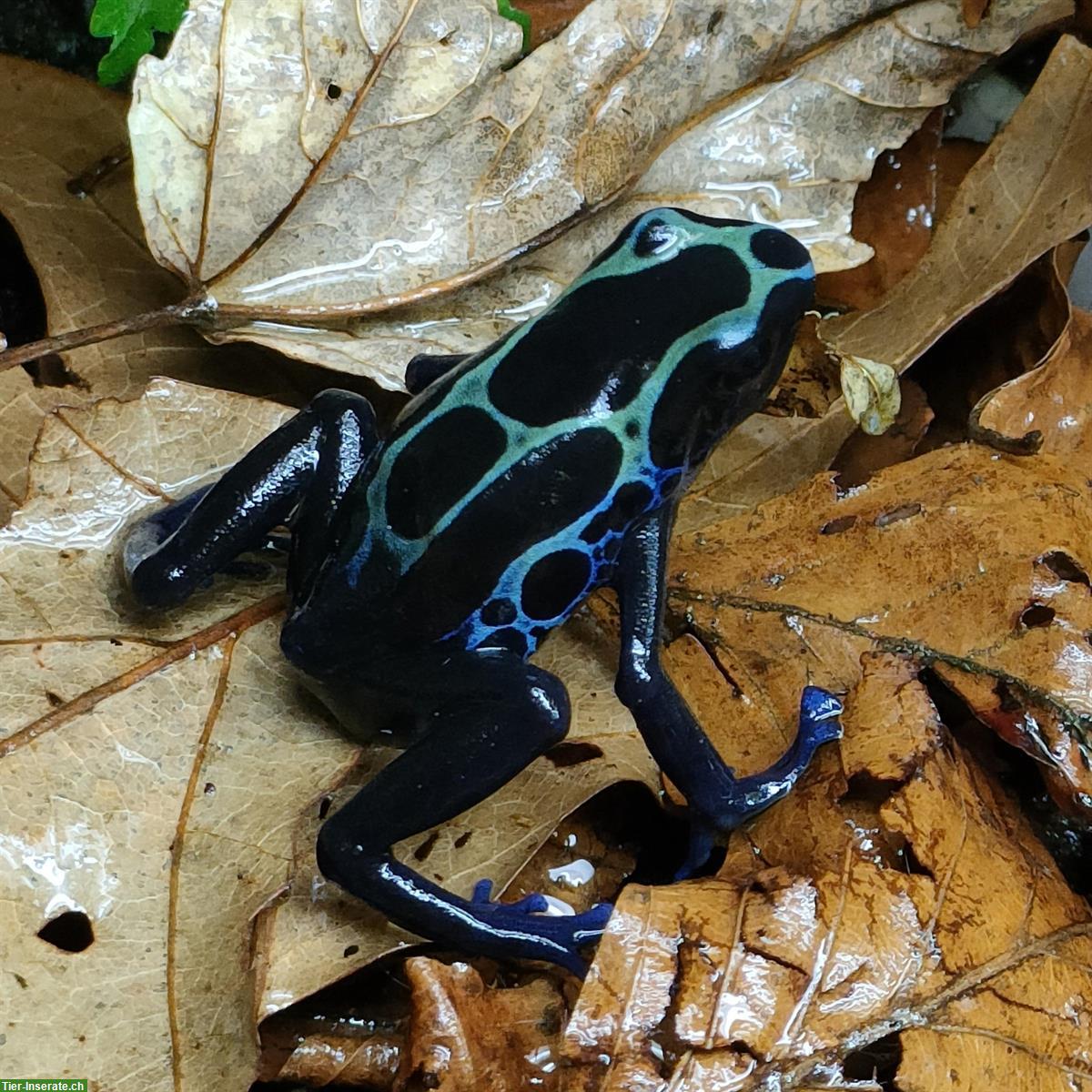 Bild 3: Diverse Dendrobates tinctorius Kutari Nachzuchten