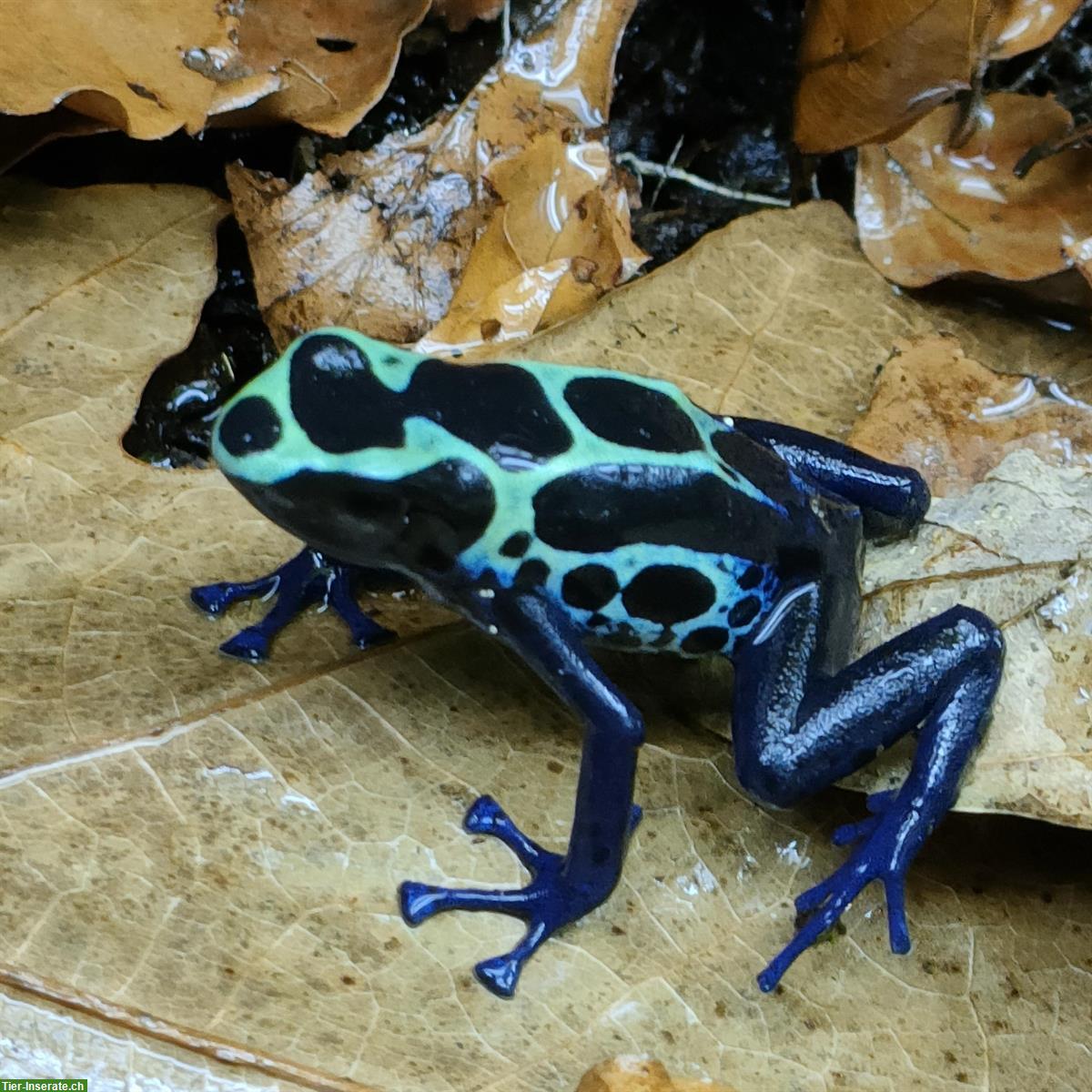 Bild 4: Diverse Dendrobates tinctorius Kutari Nachzuchten