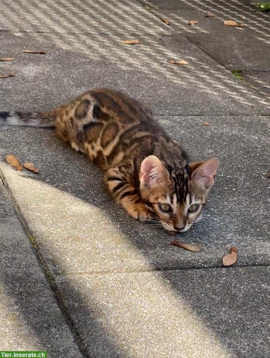 Bengal Kitten mit Stammbaum sucht ein Zuhause