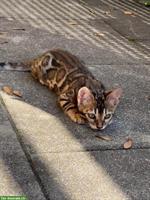 Bengal Kitten mit Stammbaum sucht ein Zuhause