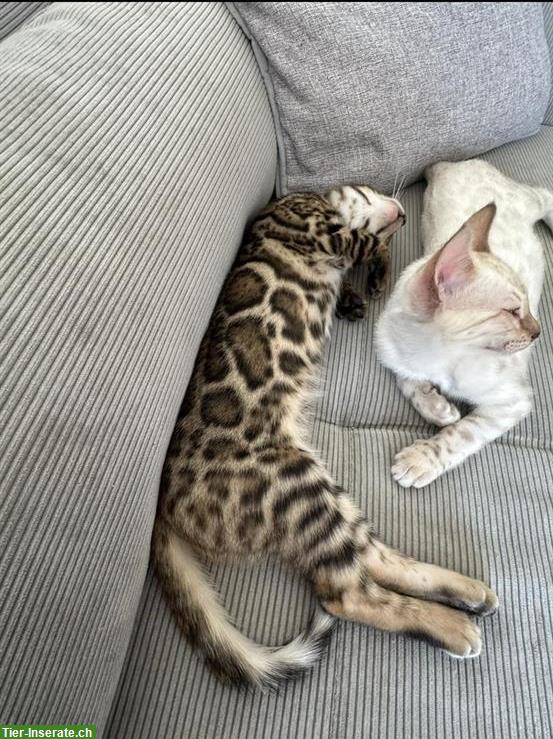 Bild 2: Bengal Kitten mit Stammbaum sucht ein Zuhause