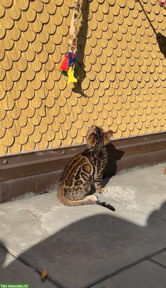 Bild 4: Bengal Kitten mit Stammbaum sucht ein Zuhause