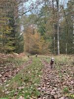 Rückruf oder Antijagd Hundekurs