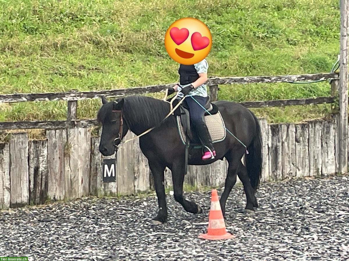 Pony / Kleinpferd Wallach zu verkaufen