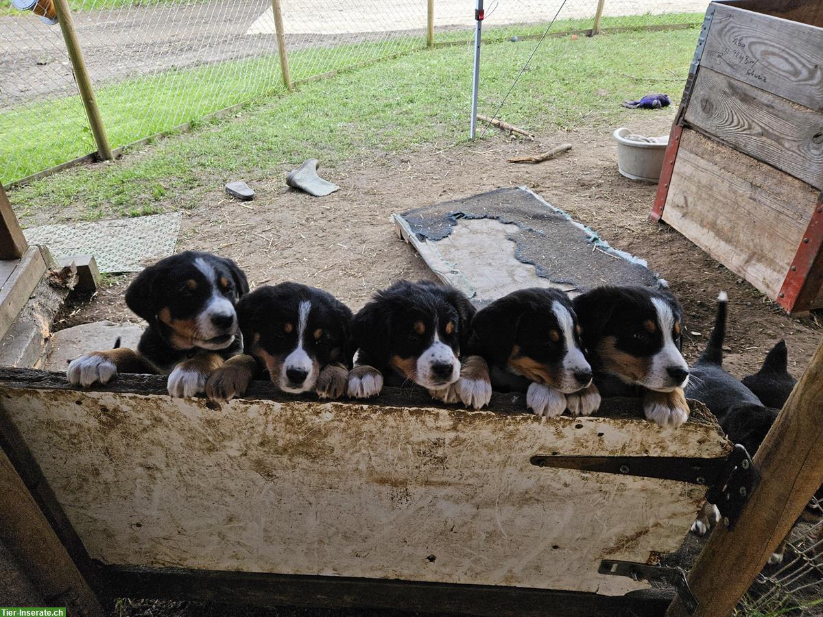 Bild 3: Mischlings Welpen suchen ein neues Zuhause