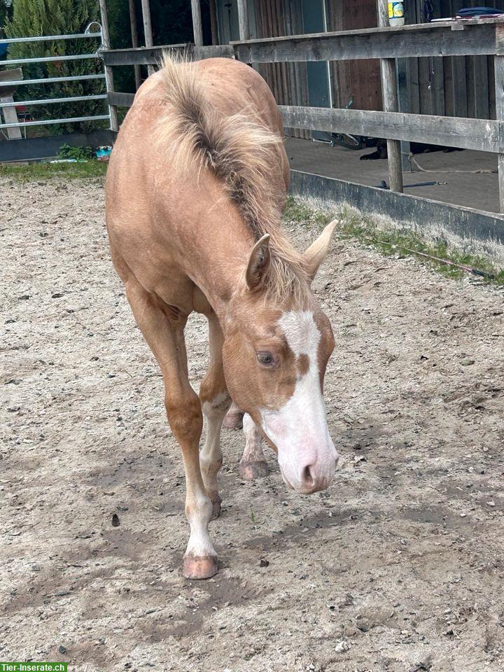 Wunderschönes Quarter Horse Hengstfohlen von April 2024